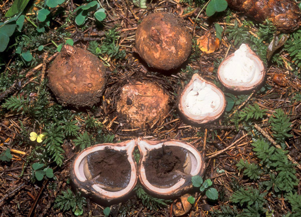 Aiuto identificazione